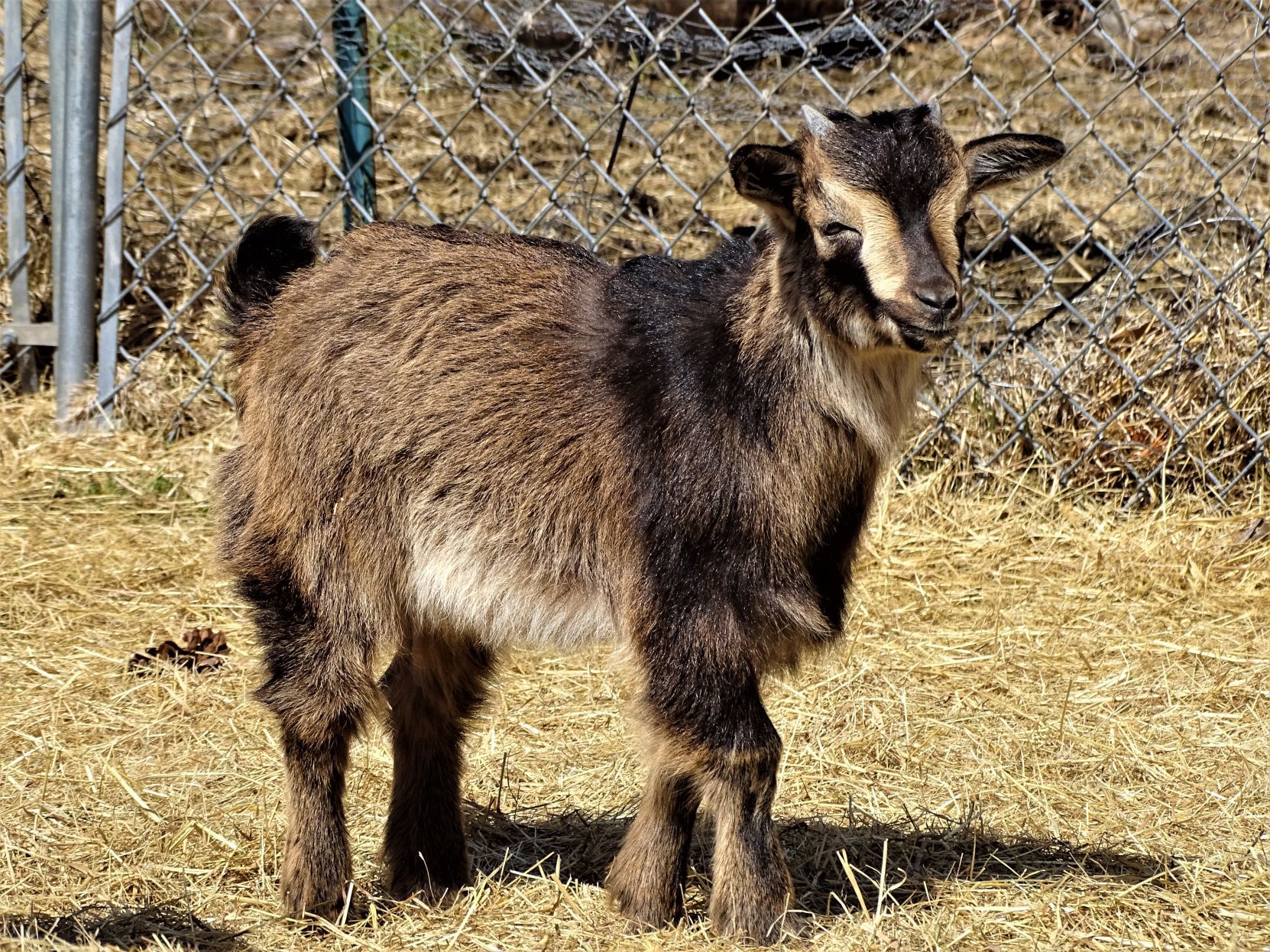 Heritage goats